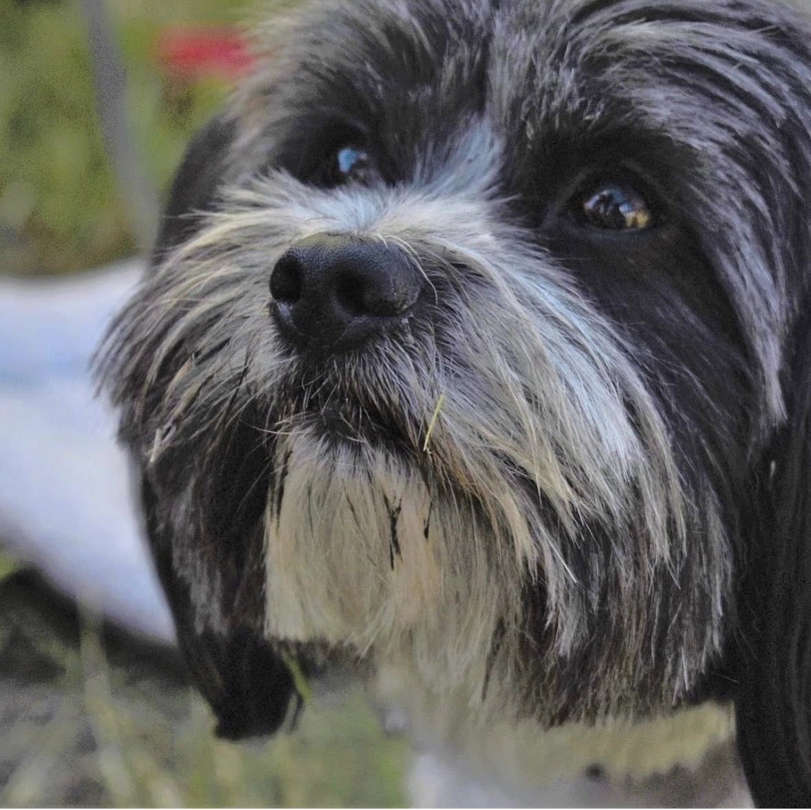 Max the dog